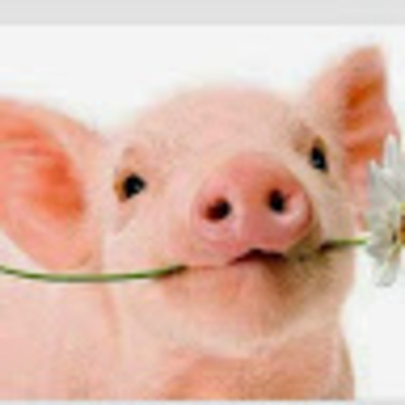 Meet your Posher, Jasmine - Picture 1 of 1